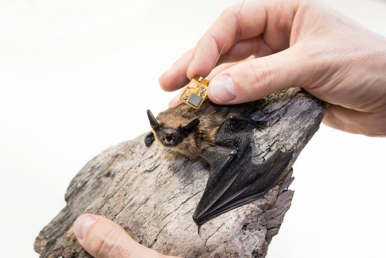 Wildtierbeobachtung im Sekundentakt: Weltweit einzigartiges System im Naturkundemuseum Berlin vorgestellt