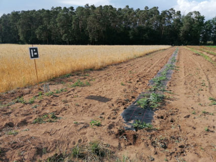 Zum Artikel "Technik in der Landwirtschaft: Beerenland kooperiert mit FAU"